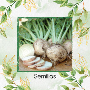 Semillas Orgánicas De Remolacha Blanca