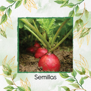 Semillas Orgánicas De Rábano Crimson En Maceta O Huerta