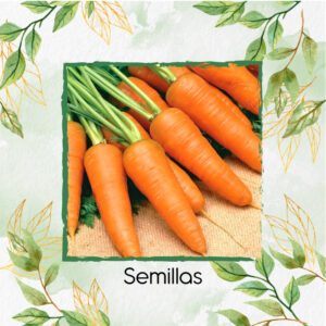 Semillas Orgánicas De Zanahoria Royal En Maceta O Huerta