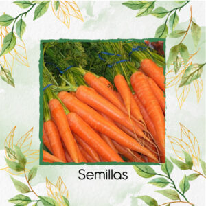 Semillas Orgánicas De Zanahoria Danvers En Maceta O Huerta