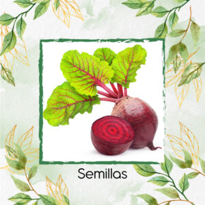 Semillas Orgánicas De Remolacha En Maceta O Huerta