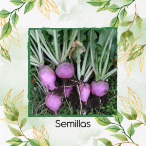 Semillas Orgánicas De Rábano Hoja Morada