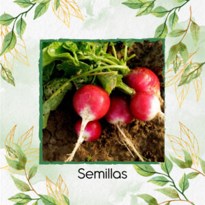 Semillas Orgánicas De Rábano Cherry En Maceta O Huerta