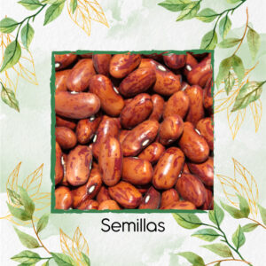 Semillas Orgánicas De Frijol Cargamanto Rojo