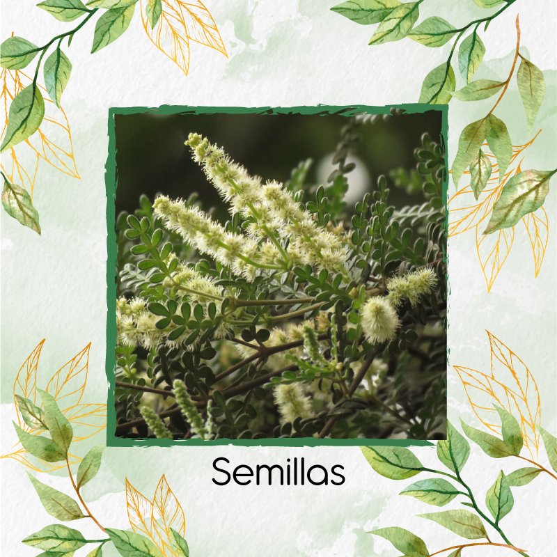 Semillas Orgánicas De Árbol Encenillo – Garden Green