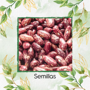 Semillas Orgánicas De Frijol Calima