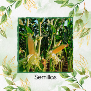 Semillas Orgánicas De Maíz Amarillo