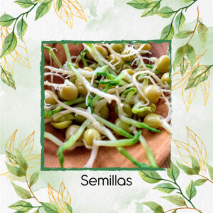 Semillas De Arveja Para Germinados