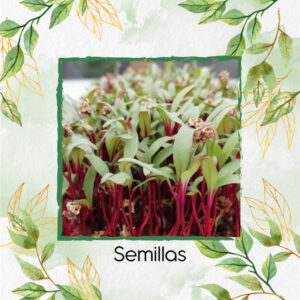 Semillas De Remolacha Para Germinados