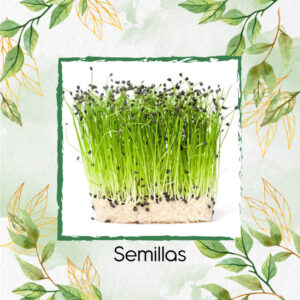 Semillas De Cebolla Puerro Para Germinados