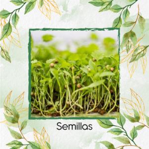 Semillas De Cilantro Para Germinados