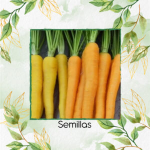 Semillas Orgánicas De Zanahoria De Colores