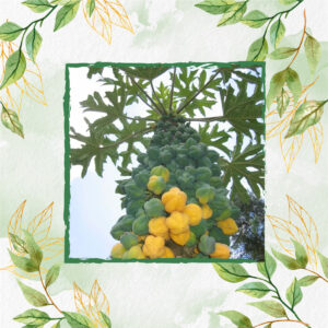 Semillas Orgánicas De Papayuela