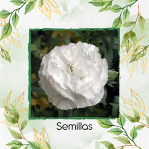 Semillas Orgánicas De Flor Clavel Blanco