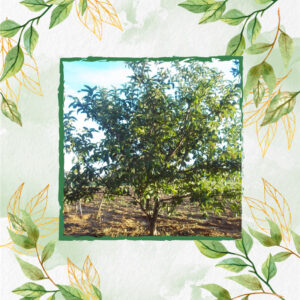 Semillas Orgánicas De Guayaba Pera Roja