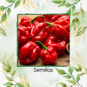 Semillas Orgánicas De Ají Habanero Rojo