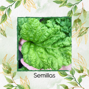 Semillas Orgánicas De Albahaca Lechuga