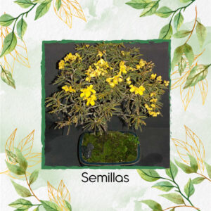 Semillas Orgánicas De Bonsái Alcaparro