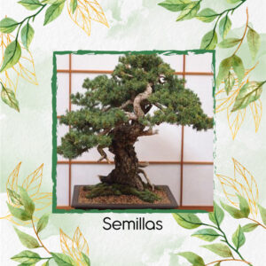 Semillas Orgánicas De Bonsái Cedro Negro