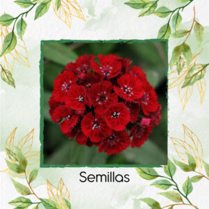 Semillas Orgánicas De Flor Clavel