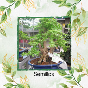 Semillas Orgánicas De Bonsái Espino