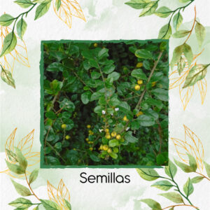 Semillas Orgánicas De Espino