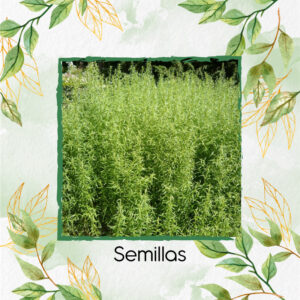 Semillas Orgánicas De Estragón
