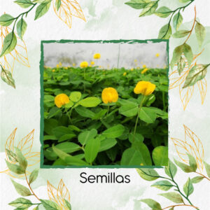 Semillas Orgánicas De Maní Forrajero