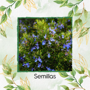 Semillas Orgánicas De Romero