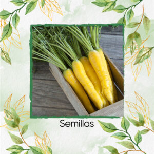 Semillas Orgánicas De Zanahoria Amarilla