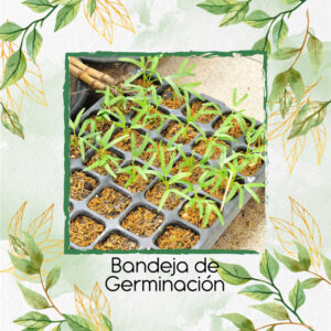 Bandeja De Germinación Profesional Para Cultivo