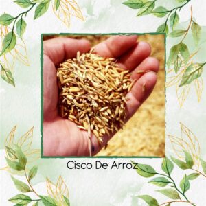 Cisco de Arroz