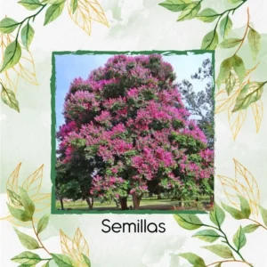 Semillas Orgánicas De Árbol Embrujo De La India