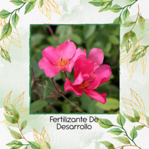 Fertilizante De Desarrollo