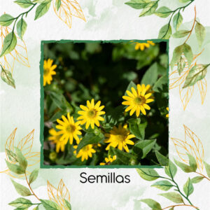 Semillas Orgánicas De Botón De Oro G