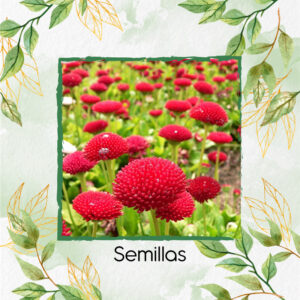 Semillas Orgánicas De Flor Margarita Inglesa