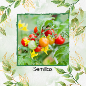 Semillas Orgánicas De Tomate Cherry Perla