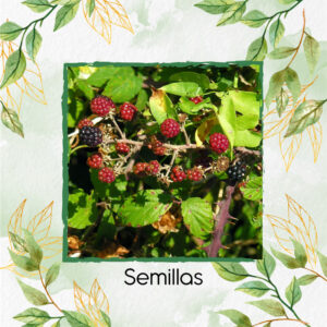 Semillas De Orgánicas De Mora