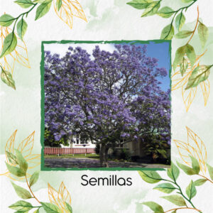 Semillas Orgánicas De Árbol Pavito