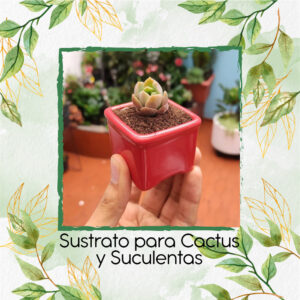 Sustrato para Cactus y Suculentas