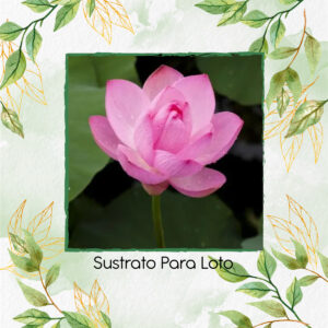 Sustrato Para Loto
