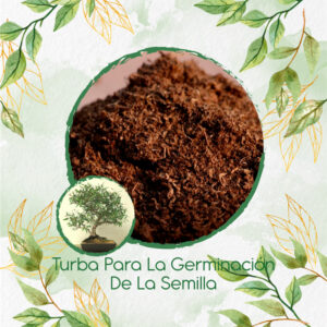 Sustratos Para Bonsái Eucalipto Camaldulensis