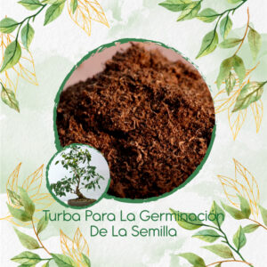 Sustratos Para Bonsái Eucalipto Viminalis