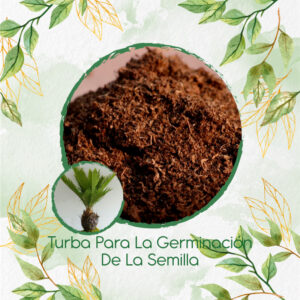 Sustratos Para Bonsái Palma Canariensis