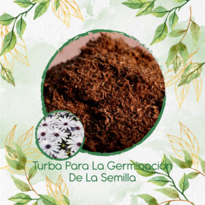 Sustratos Para Margarita Africana