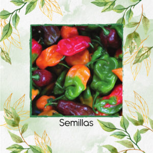 Semillas Orgánicas De Ají Habanero Colores