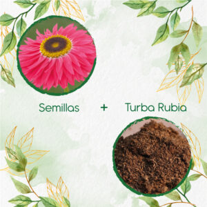 Kits De Siembra Para Acrolinio Inmortal