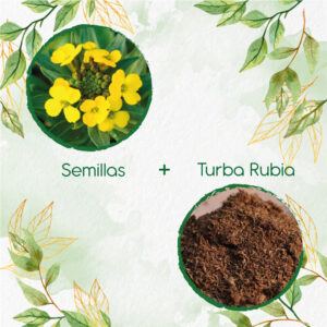 Kits De Siembra Para Alhelí Amarilla