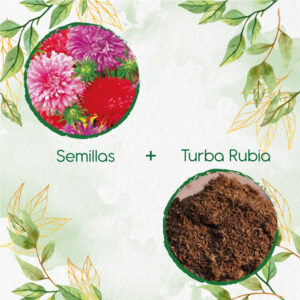 Kits De Siembra Para Aster Pluma De Avestruz