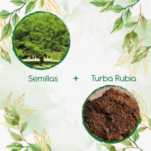 Kits De Siembra Para Algarrobo